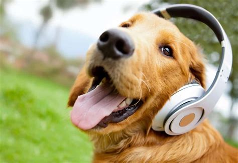 does loud music hurt dogs ears? The sound of thunder during a storm can be just as frightening for them